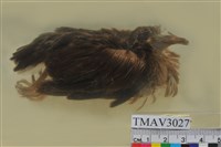 藏品(斑頸鳩)的圖片